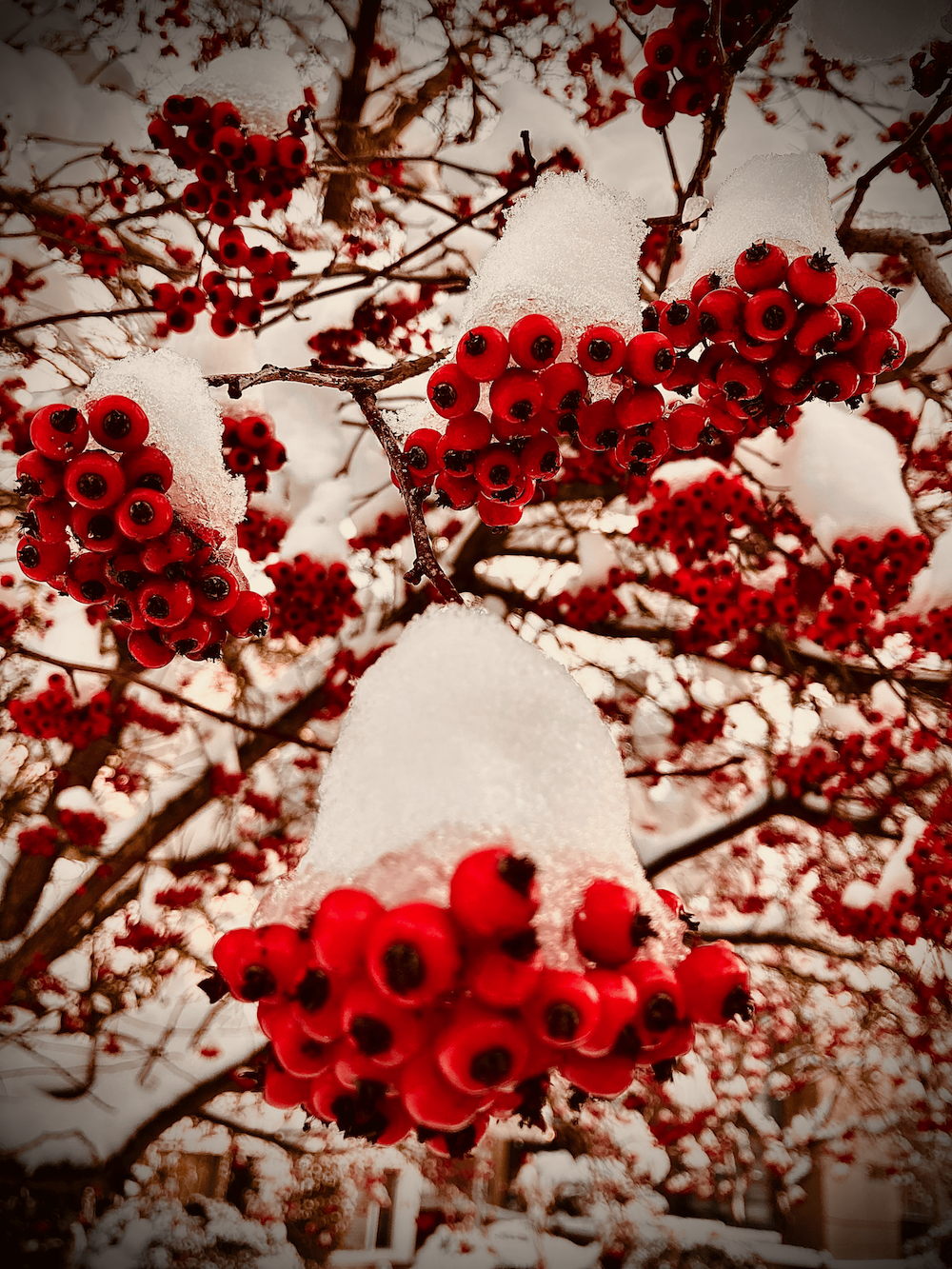 Nature’s holiday bells